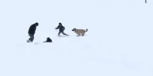 Arguvan’da Kar Neşesi: Çocuklar Oynadı, Köpek de Onlara Katıldı