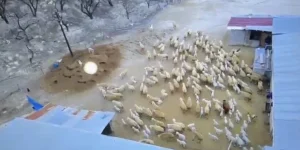 Darende’de Kuzu Doğumları Sürüyor